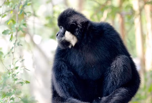 Hiện nay quần thể voọc xám và vượn đen má trắng sẽ được giám sát vị trí, số lượng của loài ở Khu BTTN Pù Hoạt trên các tuyến. Cán bộ Khu BTTN Pù Hoạt tiếp tục thiết lập và tiến hành dự án giám sát, để kịp thời phát hiện, ngăn chặn những mối đe dọa trực tiếp do săn bắn bất hợp pháp, các trường hợp vi phạm khác trong khu bảo tồn.