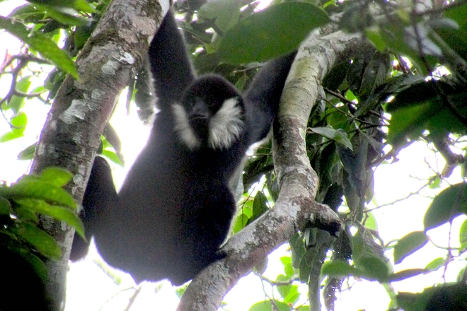2 loài linh trưởng này là voọc xám và vượn má trắng. Loài voọc xám này chỉ phân bố ở Thái Lan, Vân Nam (Trung Quốc), Lào và Việt Nam. Ở Việt Nam, loài này hiện chỉ phân bố ở một số tỉnh từ vùng Tây Bắc đến Nghệ An.