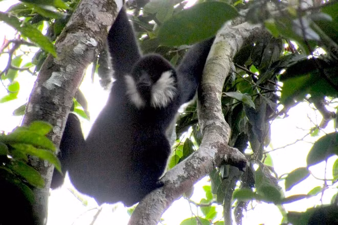 2 loài linh trưởng này là voọc xám và vượn má trắng. Loài voọc xám này chỉ phân bố ở Thái Lan, Vân Nam (Trung Quốc), Lào và Việt Nam. Ở Việt Nam, loài này hiện chỉ phân bố ở một số tỉnh từ vùng Tây Bắc đến Nghệ An.