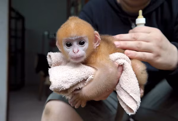 Voọc xám sinh sống hoàn toàn trên cây. Thức ăn của chúng chủ yếu là lá. Voọc đực nặng khoảng 7 kg; voọc cái nhẹ hơn, chỉ khoảng 6 kg. Thân voọc dài 44–61 cm với phần đuôi dài hơn cả thân mình. Trung bình đuôi đo khoảng 65–86 cm.