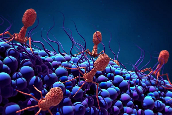 Những virus này không chỉ dễ dàng sống lại trong môi trường phù hợp ở phòng thí nghiệm, sau 30.000 năm bị niêm phong trong băng, mà còn được chứng minh là từng gây thảm họa trong thế giới những loài người khác.