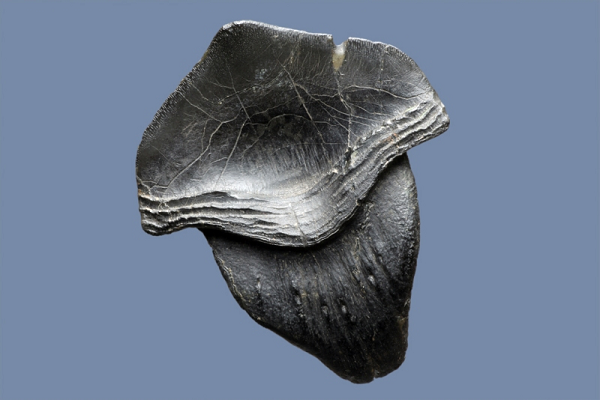 7 chiếc răng có hình dạng y hệt những cánh hoa, được bảo quản rất tốt từ lớp đá vôi cổ đại ở Sơn Tây – Trung Quốc, một phần của North China Craton, một khu vực cổ sinh phong phú chứa đựng các tàn tích từ Đại dương Paleo-Tethys hàng trăm triệu năm trước.