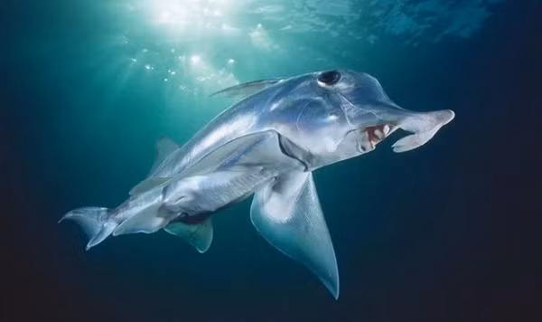 Bên cạnh đó đây cũng là loài cá mù hiếm gặp, có họ hàng với cá mập, cá đuối. Chúng sở hữu hình dáng kỳ lạ với những chiếc vây hình cánh, phần đầu và mặt chứa nhiều tế bào giác quan, cho phép loài vật này cảm nhận chuyển động trong nước và định vị vị trí con mồi...