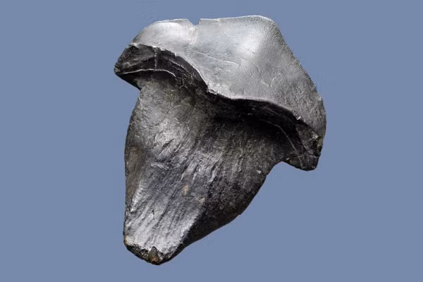 Cá mập ma hiếm khi được nhìn thấy do chúng sống ở tầng rất sâu của đại dương, khoảng 380 - 2.600m dưới đáy biển.