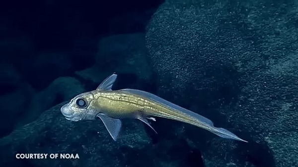 Ngoài ra, cơ quan sinh sản nằm trên đầu của con đực có móc, để vây của cá cái có thể bám lại khi chúng đang thực hiện nhiệm vụ giao phối. Nhìn tưởng dễ dàng thôi nhưng cuộc giao ban này không hề đơn giản và nhẹ nhàng với loài cá mập cái.