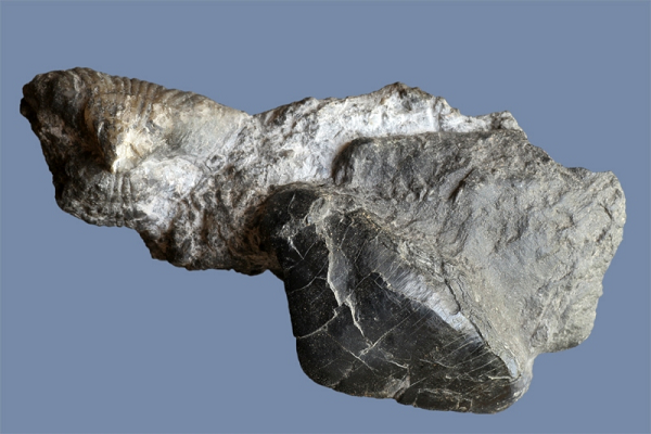 Các nhà khoa học thuộc ĐH Victoria Wellington, New Zealand còn phát hiện ra điểm kỳ thú của loài sinh vật này - đó là cá mập ma cái có khả năng lưu trữ tinh trùng của con đực để dùng dần.