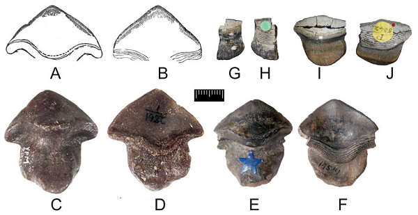 Những chiếc răng hóa thạch là của loài cá mập đã tuyệt chủng mang tên Petalodus ohioensis, một chi nhỏ của Petalodonformes, một nhóm thuộc họ hàng cá sụn biển tuyệt chủng, phát triển mạnh từ kỷ Carboniferous đến kỷ Permi. 