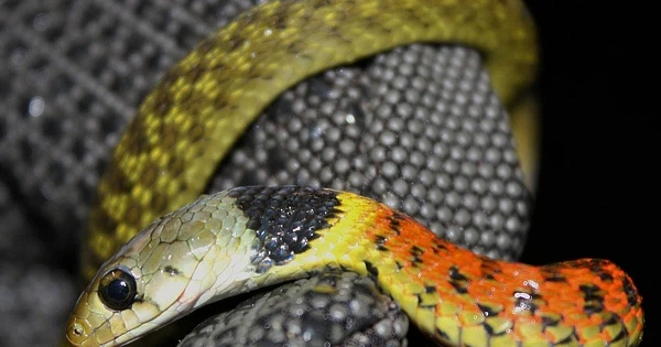 Rắn hoa cổ đỏ được liệt vào hàng "có độc". Tuy nhiên khác với các loài rắn phổ biến khác như rắn hổ tre, rắn hổ mang chúa chứa nọc độc tại hai răng nanh, loài rắn này có 2 chiếc răng bơm chất độc nằm ở góc sâu của hàm chứ không phải răng nanh như các loài rắn khác.