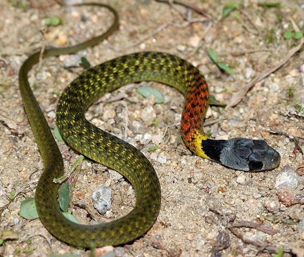 Đến tối thì gia đình phát hiện vết cắn bị chảy máu không ngừng và không cầm được nên sáng hôm sau đã đưa bé đi bệnh viện. Nạn nhân đã được truyền huyết tương liên tục do bị rối loạn đông máu nặng nhưng vẫn không cầm được máu nên ngay sau đó đã được chuyển lên tuyến trên điều trị.