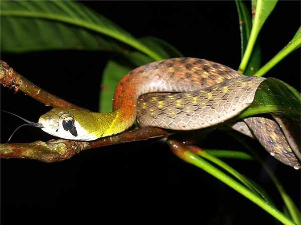 Nhưng đôi khi, chúng trở nên hung dữ và sẵn sàng tấn công bất cứ đối tượng nào, đặc biệt là khi tới gần mùa sinh sản.