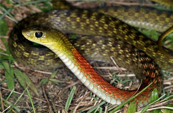 Trong một số trường hợp hiếm gặp, khi nọc độc từ răng nanh phía sau có thể tiếp cận được vết thương hở, hoặc cắn trực tiếp vào da, có thể nhanh chóng gây xuất huyết nội tạng, bao gồm xuất huyết não, cũng như buồn nôn, rối loạn đông máu,... dẫn tới suy hô hấp, thậm chí tử vong.