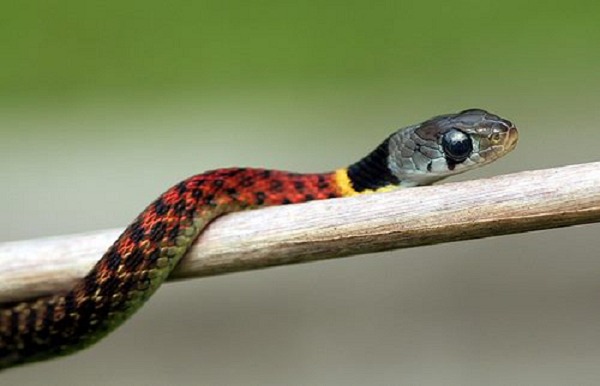 Có thể thấy dù vẻ ngoài hiền lành, tưởng chừng vô hại nhưng rắn hổ lửa có nọc độc còn nguy hiểm hơn cả rắn hổ mang chúa, rắn cạp nong và cạp nia vì chúng ta chưa có huyết thanh kháng độc cho loài rắn này, ngay cả lọc máu cũng không mang lại hiệu quả tuyệt đối.