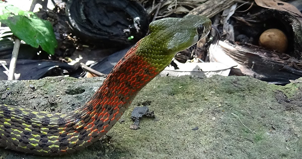 Nọc độc của rắn hổ lửa được tiết ra từ tuyến Duvernoy, nếu bị loài rắn này cắn thì vết thương sẽ ra máu không ngừng, tan máu, ngoài ra nạn nhân còn gặp khó khăn trong hô hấp và thận bị tổn hại .