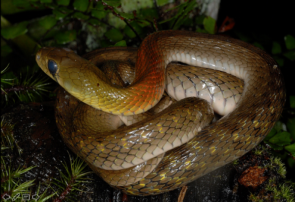 Trong trường hợp bị rắn cắn, cần hạn chế nạn nhân tự đi lại bằng cách bất động chân, tay bị cắn bằng nẹp, do vận động làm cho nọc độc xâm nhập vào trong cơ thể nhanh hơn. Sau đó, cần tiến hành sơ cứu và liên hệ với cơ sở y tế gần nhất.