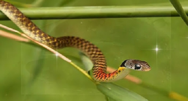 Trưa ngày 18/9 thì bé trai 4 tuổi ở xã Hành Nhân (Nghĩa Hành) đã phát hiện ra một con rắn hổ lửa hay còn gọi là rắn hoa học trò khi đang chơi ngoài sân nhà. Vì tò mò nên cậu bé đã bắt con rắn lên chơi và bị cắn vào tay trái.