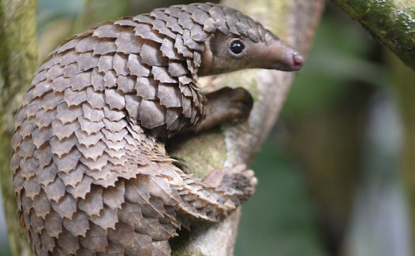 Lớp vảy dùng để bảo vệ sinh vật này khỏi nguy hiểm, chiếc đuôi sắc nhọn sẽ tấn công kẻ thù nếu cần thiết. Ngoài ra, trong một số trường hợp, tê tê vàng có thể trèo lên cây để trốn kẻ thù.