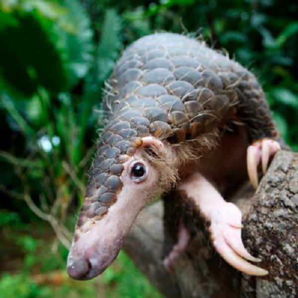 Đặc điểm nổi bật của loài sinh vật này là toàn thân được phủ một lớp vảy giống như vảy cá. Phần đầu của tê tê nhỏ và nhọn, phần thân phình to hơn và có cái đuôi dài.