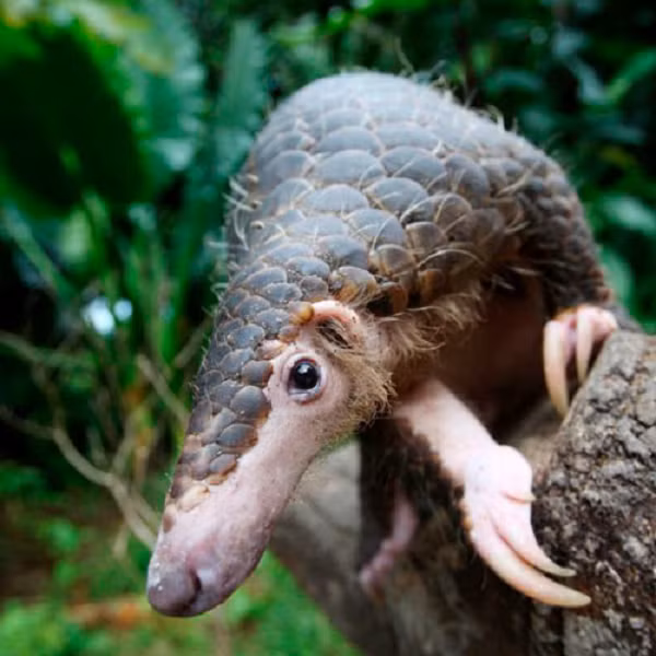 Đặc điểm nổi bật của loài sinh vật này là toàn thân được phủ một lớp vảy giống như vảy cá. Phần đầu của tê tê nhỏ và nhọn, phần thân phình to hơn và có cái đuôi dài.