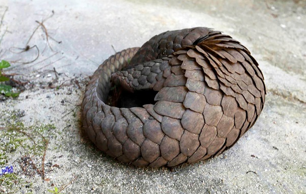 Thức ăn chủ yếu của tê tê vàng là các loại côn trùng như kiến, mối và các loại côn trùng không xương sống như ong, dế,…. Với bộ móng vuốt dài, chúng có thể dễ dàng đào vào những tổ kiến và mối. Sau đó tuyến nước bọt sẽ tiết chất nhờn để lưỡi dính con mồi và đưa vào miệng.