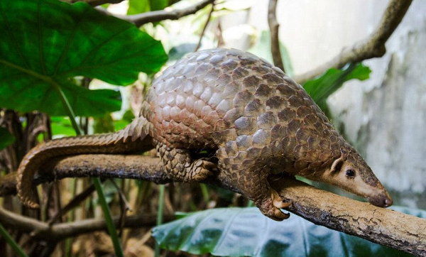 Tê tê vàng trưởng thành có độ dài khoảng 40 – 58cm, trong đó phần đuôi dài khoảng 25 – 38cm. Trọng lượng của một con tê tê vàng khoảng từ 2 – 7kg.