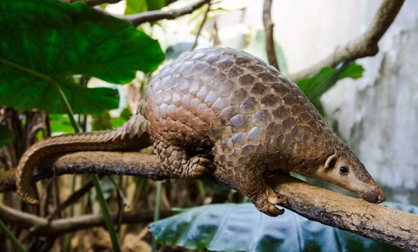 Tê tê vàng trưởng thành có độ dài khoảng 40 – 58cm, trong đó phần đuôi dài khoảng 25 – 38cm. Trọng lượng của một con tê tê vàng khoảng từ 2 – 7kg.