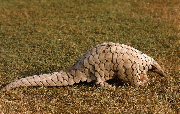 Tê tê không có răng, lưỡi rất dài (khoảng 25cm), khi trưởng thành thì chúng có bộ móng vuốt dài ở bàn chân. Tháng 4 và tháng 5 hàng năm, khi thời tiết ấm áp là mùa sinh sản của tê tê vàng. Mỗi lần sinh sản, tê tê chỉ sinh một con non duy nhất.