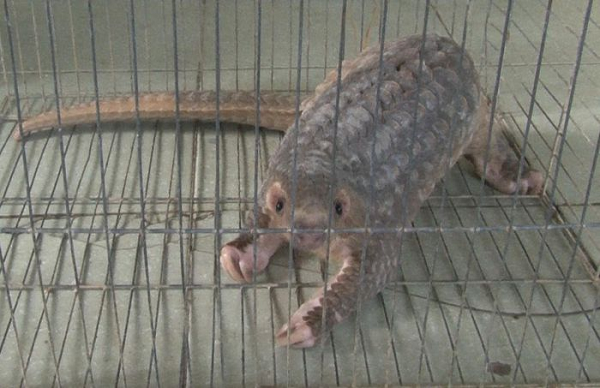 Vào lúc 22 giờ ngày 7/9, một con tê tê vàng quý hiếm bất ngờ chạy vào nhà ông Nguyễn Văn Thuận (62 tuổi, trú tại phường Phú Thượng, TP Huế, tỉnh Thừa Thiên - Huế).