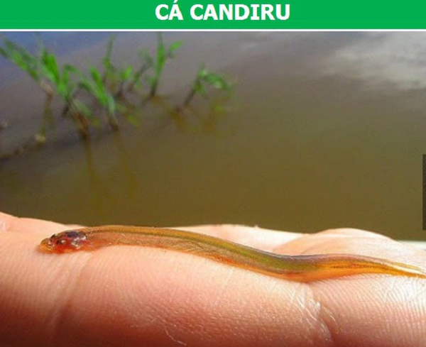 Ngoài ra, vì Candiru hơi trong suốt, nên việc ẩn mình vào cơ thể của một con cá lớn hơn có thể khiến những kẻ săn mồi khó phát hiện ra chúng hơn. Dù là gì đi chăng nữa, rõ ràng là có nhiều thứ liên quan đến hành vi những con cá ký sinh trùng nhỏ bé kỳ lạ này, hơn là chúng chỉ biết hút máu.