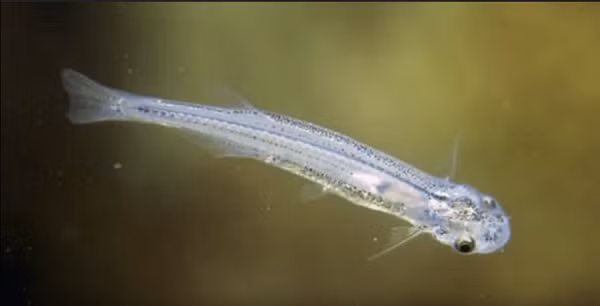 Cá Candiru là một chi của cá trê nhưng nhỏ hơn cá trê Amazon rất nhiều lần, nó dài chưa đến 10 cm và chỉ nhỏ như cây tăm, toàn thân trong vắt, mảnh mai và rất khó nhận biết khi ở trong nước.