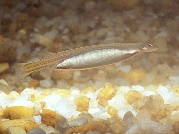 Chúng rất nhanh nhạy trong việc sử dụng chiếc răng nanh mọc ngược lên trên để cắm vào mang cá chủ và hút máu. Vì vậy, loài cá này còn có tên khác là “ma cà rồng của Brasil”.