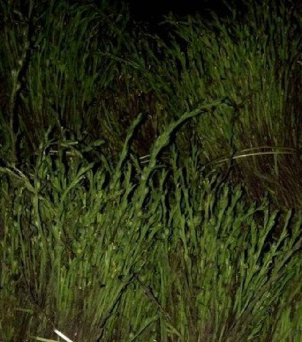 Giá cỏ hoa vàng phụ thuộc vào từng thời điểm, thời điểm giá cao có khi đến 4 hoặc 5 triệu/kg khô, thời điểm giá rẻ có khi chỉ 2 đến 3 trăm một kg.