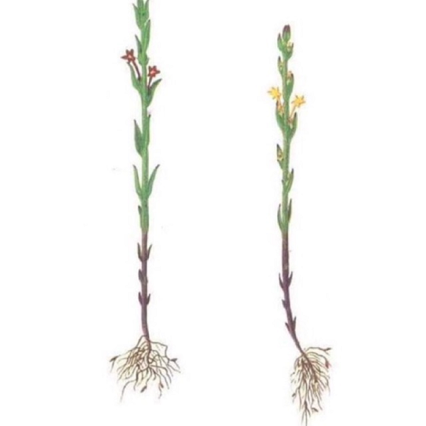 Cây cỏ hoa vàng miền Bắc thường khác ở miền Nam và Tây Nguyên, miền Bắc thường gốc tím, còn miền Nam và Tây Nguyên là toàn bộ thân xanh. Miền Bắc cây bé gốc tím, thường chỉ cao tầm 15 đến 20cm. Miền Nam, cao nguyên thường cây màu xanh, có những cây cao đến 50cm đến 60cm.