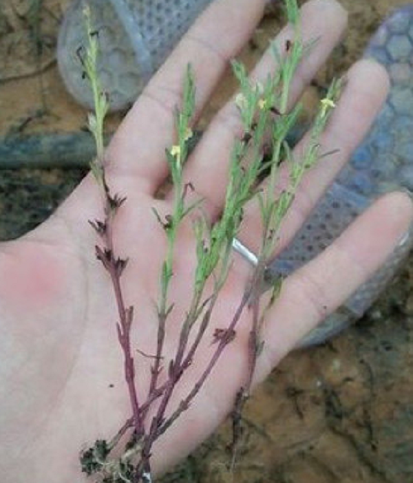 Loài cỏ này hay sống cùng với các cây cỏ khác, chỗ đất thấp và ẩm. Thường có cả ở miền bắc và miền nam. Hiện tại thấy ở Hòa Bình, Lạng Sơn, Phú Yên, Gia Lai, Đăk Lắk. Các tỉnh khác chắc chắn có nhưng chưa được phát hiện.