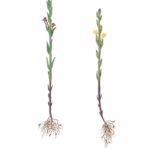 Cây cỏ hoa vàng miền Bắc thường khác ở miền Nam và Tây Nguyên, miền Bắc thường gốc tím, còn miền Nam và Tây Nguyên là toàn bộ thân xanh. Miền Bắc cây bé gốc tím, thường chỉ cao tầm 15 đến 20cm. Miền Nam, cao nguyên thường cây màu xanh, có những cây cao đến 50cm đến 60cm.