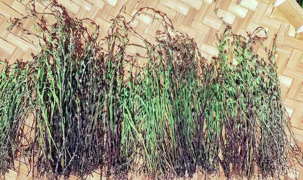 Hạt giống sau khi trưởng thành sẽ phát tán theo gió và ký sinh trên rễ của các cây họ lúa. Từ đó, chúng sẽ khai hoa kết quả và bắt đầu 1 chu kỳ sinh trưởng mới.