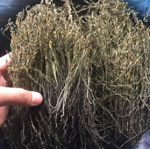 Tuy nhiên, cỏ hoa vàng có tác dụng cao trong việc bảo vệ và hỗ trợ sức khỏe. Chúng có công dụng chữa chứng biếng ăn, thải độc cho cơ thể (nếu dùng làm trà uống), hỗ trợ chữa đau mắt, mắt kém.