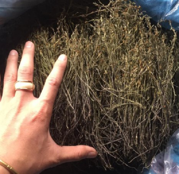 Thông thường, người ta sẽ đun cỏ hoa vàng để làm nước uống, ngoài ra cũng có thể kết hợp với các thảo dược khác để có tác dụng tốt hơn.