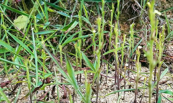 Nếu ruộng không có lúa, hạt giống cỏ hoa vàng sẽ nằm yên trong đất để chờ lúa xuất hiện. Chúng vốn là thứ hút hết chất dinh dưỡng cần thiết cho lúa, gây ảnh hưởng tới sự phát triển của cây trồng nhà nông.