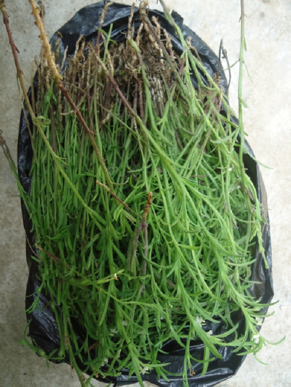 Cỏ hoa vàng có tên gọi khác là cỏ cam. Cây thường có hoa vàng và thân tím (ở miền Bắc) hoặc thân xanh (ở miền Nam). Cây nhỏ cao chừng 20cm, lá màu xanh, hoa màu vàng mọc ở kẽ lá.