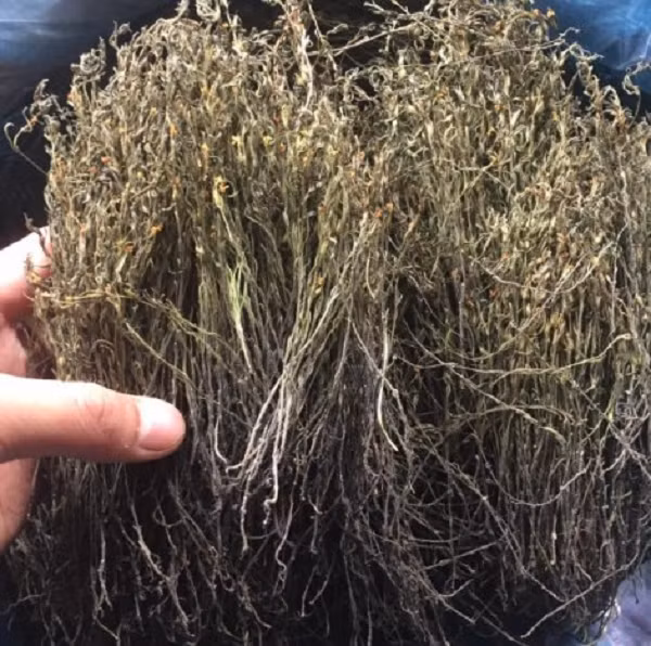 Tuy nhiên, cỏ hoa vàng có tác dụng cao trong việc bảo vệ và hỗ trợ sức khỏe. Chúng có công dụng chữa chứng biếng ăn, thải độc cho cơ thể (nếu dùng làm trà uống), hỗ trợ chữa đau mắt, mắt kém.