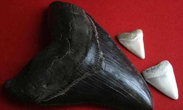 Tốc độ của chúng cũng cực kỳ nhanh và tỉ lệ thuận với kích thước của chúng. Chúng có thể bơi với tốc độ 18km/h.