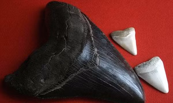 Tốc độ của chúng cũng cực kỳ nhanh và tỉ lệ thuận với kích thước của chúng. Chúng có thể bơi với tốc độ 18km/h.