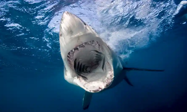 Cũng giống như cá mập, megalodon liên tục rụng và mọc lại răng trong suốt cuộc đời của chúng - có khoảng 40.000 chiếc răng trước khi chết. Một con megalodon có tới 276 chiếc răng trong miệng vào bất kỳ thời điểm nào.