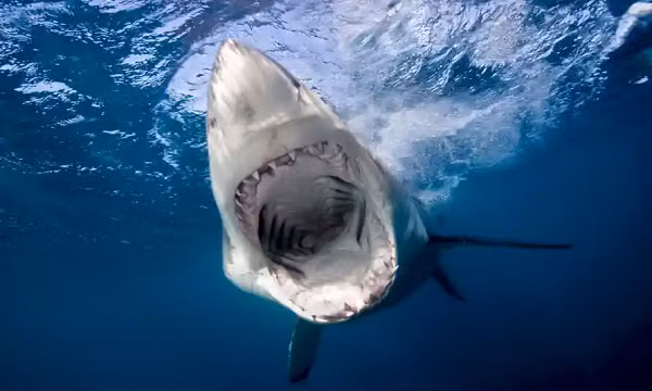 Cũng giống như cá mập, megalodon liên tục rụng và mọc lại răng trong suốt cuộc đời của chúng - có khoảng 40.000 chiếc răng trước khi chết. Một con megalodon có tới 276 chiếc răng trong miệng vào bất kỳ thời điểm nào.