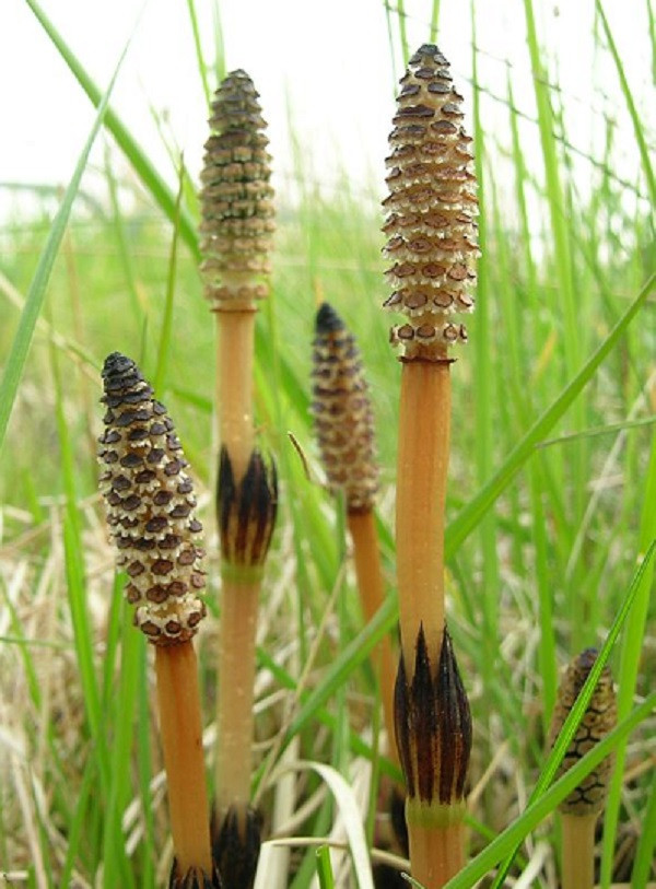 Tuy nhiên vị thuốc này không nên sử dụng trong thời gian dài sẽ ảnh hưởng không tốt đến sức khỏe, nhất là hệ tiết niệu. Phụ nữ đang trong giai đoạn mang thai hay đang cho con bú cần thận trọng trước khi sử dụng. Mời các bạn xem video: Khung cảnh thiên nhiên tuyệt đẹp tại các quốc gia ít dân nhất thế giới. Nguồn: VTC.