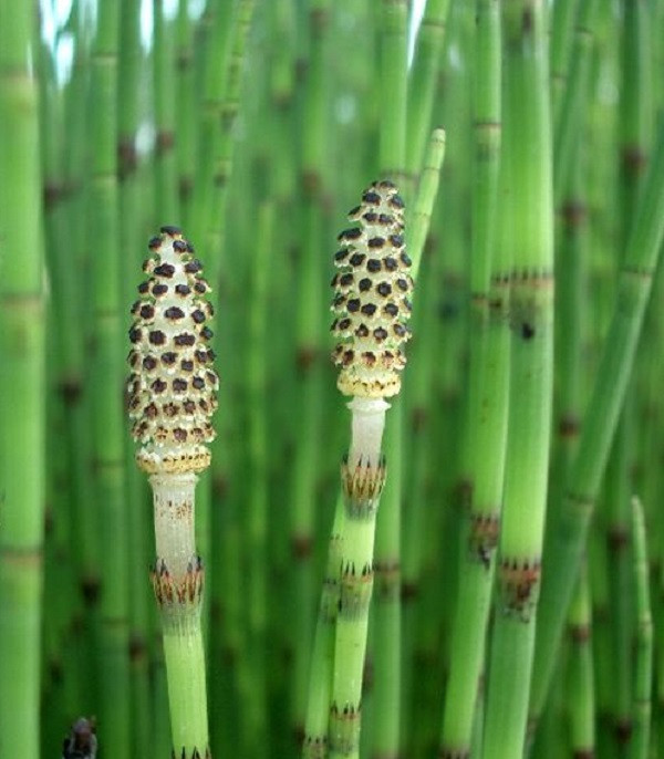 Sở dĩ cây còn gọi là cỏ tháp bút là vì đầu cành của loại cỏ này có nhiều vòng xếp khít nhau như tháp và hình dáng thì giống như ngọn bút lông ngày xưa.