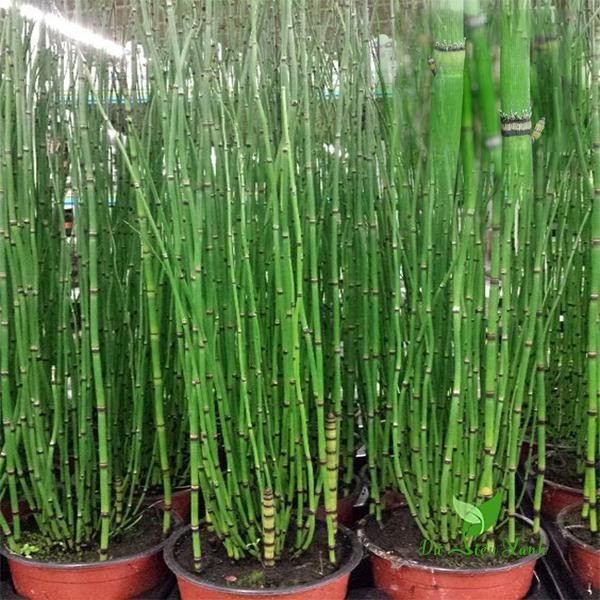 Ở Việt Nam, cây thường gặp ở các tỉnh miền núi và trung du, mọc thành đám nhỏ ở đất, dọc theo bờ suối, bờ ruộng nước sát chân núi. Cây mộc tặc có thể thu hoạch vào mùa hạ hoặc thu.