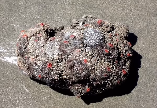 Thứ nước trong suốt chảy ra đó thực ra là máu của Pyura Chilensis và trong máu của nó tồn tại nồng độ cao nguyên tố hiếm Vanadi.