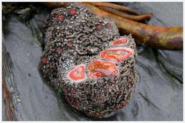 Pyura Chilensis sinh sản bằng cách “thả” vào nước một đám tinh trùng và trứng, nếu ở một mình, nó sẽ tự sinh sản bằng cách tự thụ tinh.