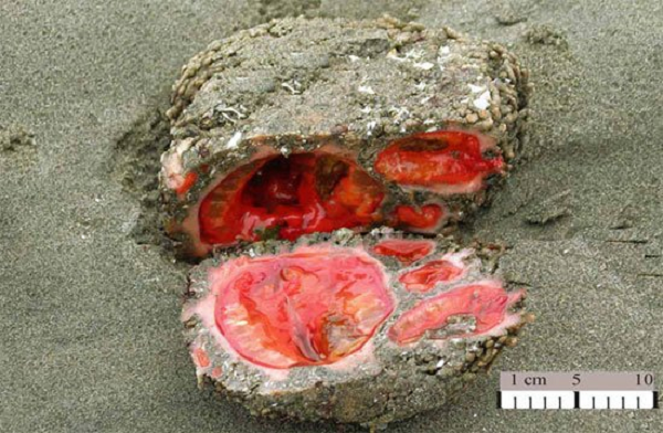 Vì vẻ bề ngoài xù xì thô ráp, chắc hẳn sẽ nhiều người lầm tưởng những sinh vật biển Pyura Chilensis này là những hòn đá nằm rải rác trên bờ biển.